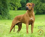 Rhodesian Ridgeback 9M046D-19